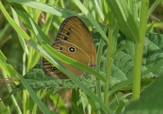 Coenonympha oedippus (Nymphalidae)